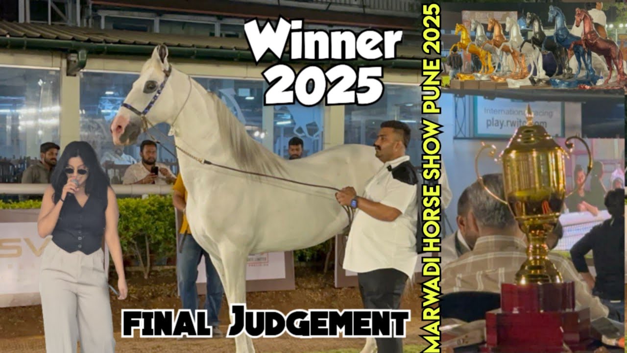Winner of Marwadi Horse Show Pune Maharashtra 2025 | Marwadi Horse Breedline Competition