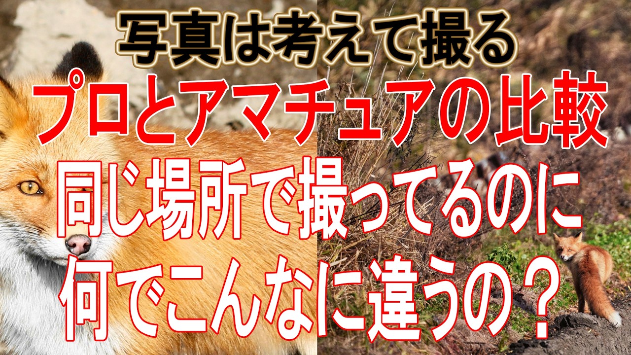 【同じ場所で撮ってもこんなに違う！】上手い人はこう考えて撮る！プロとアマチュアの比較 10