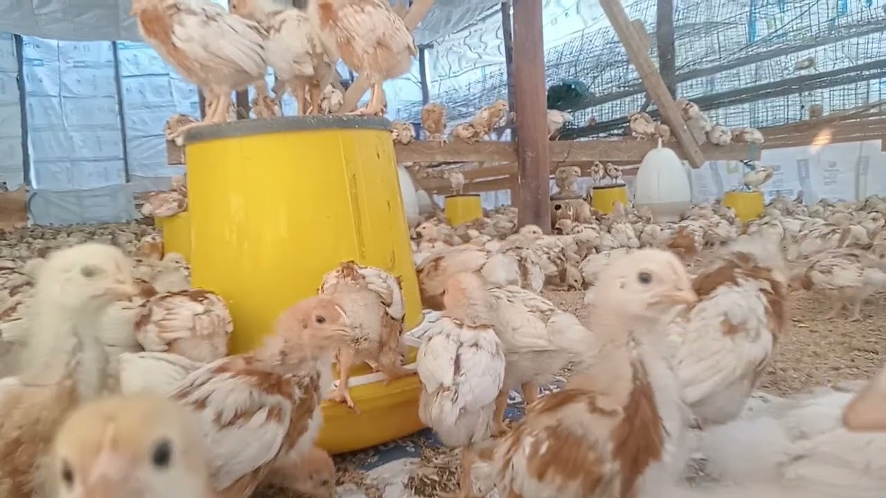 Chickens eat food (279)