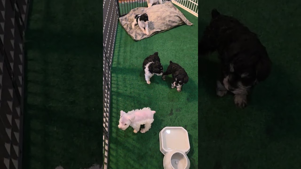 Puppy Rumbles!