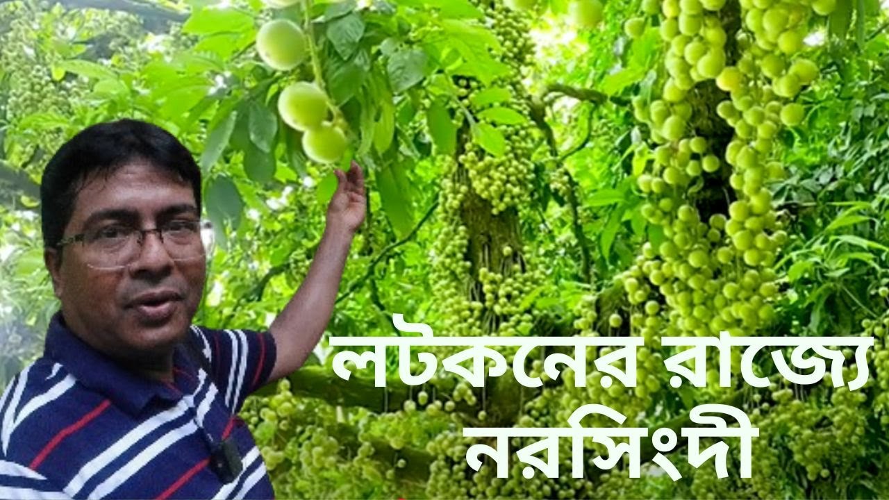 লটকন প্রেমীদের জন্য নরসিংদীর  সেরা স্পট!। Lotkon Farming। Narsingdi Lotkon। Land of Lotkon