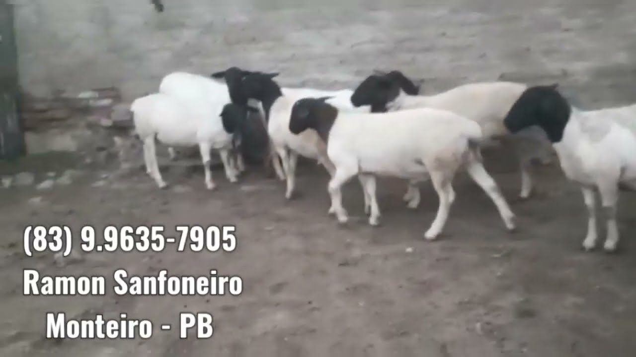 Reprodutores e Matrizes Dorper PO sem RG a Venda Qualquer d&uacute;vida falar com Ramon Sanfoneiro.👆🏻🐑💥
