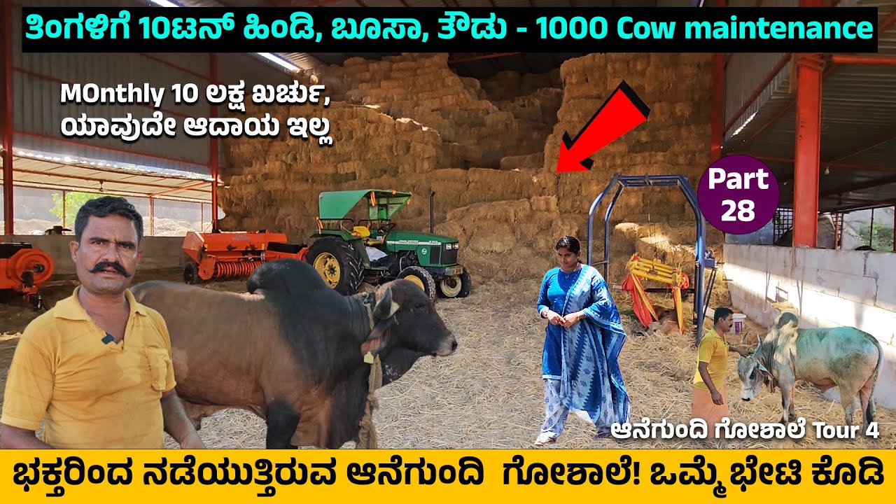 ತಿಂಗಳಿಗೆ 10 ಟನ್ ಹಿಂಡಿ, ಬೂಸಾ, ತೌಡು,10ಲಕ್ಷ ಖರ್ಚು.! ಆದಾಯ ಇಲ್ಲದ ಭಕ್ತರ  ಗೋಶಾಲೆ Nandini Hampi Anegundi -28