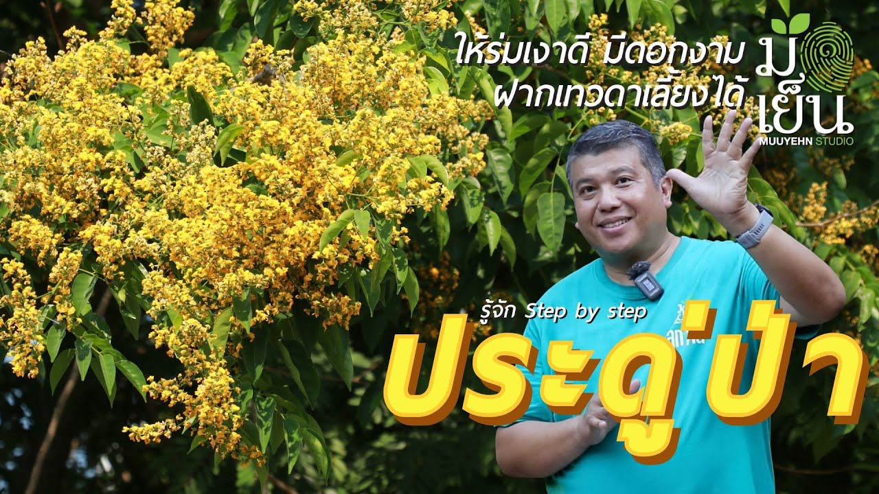 ประดู่ป่า ให้ร่มเงาดี มีดอกงาม ฝากเทวดาเลี้ยงได้ Pterocarpus macrocarpus