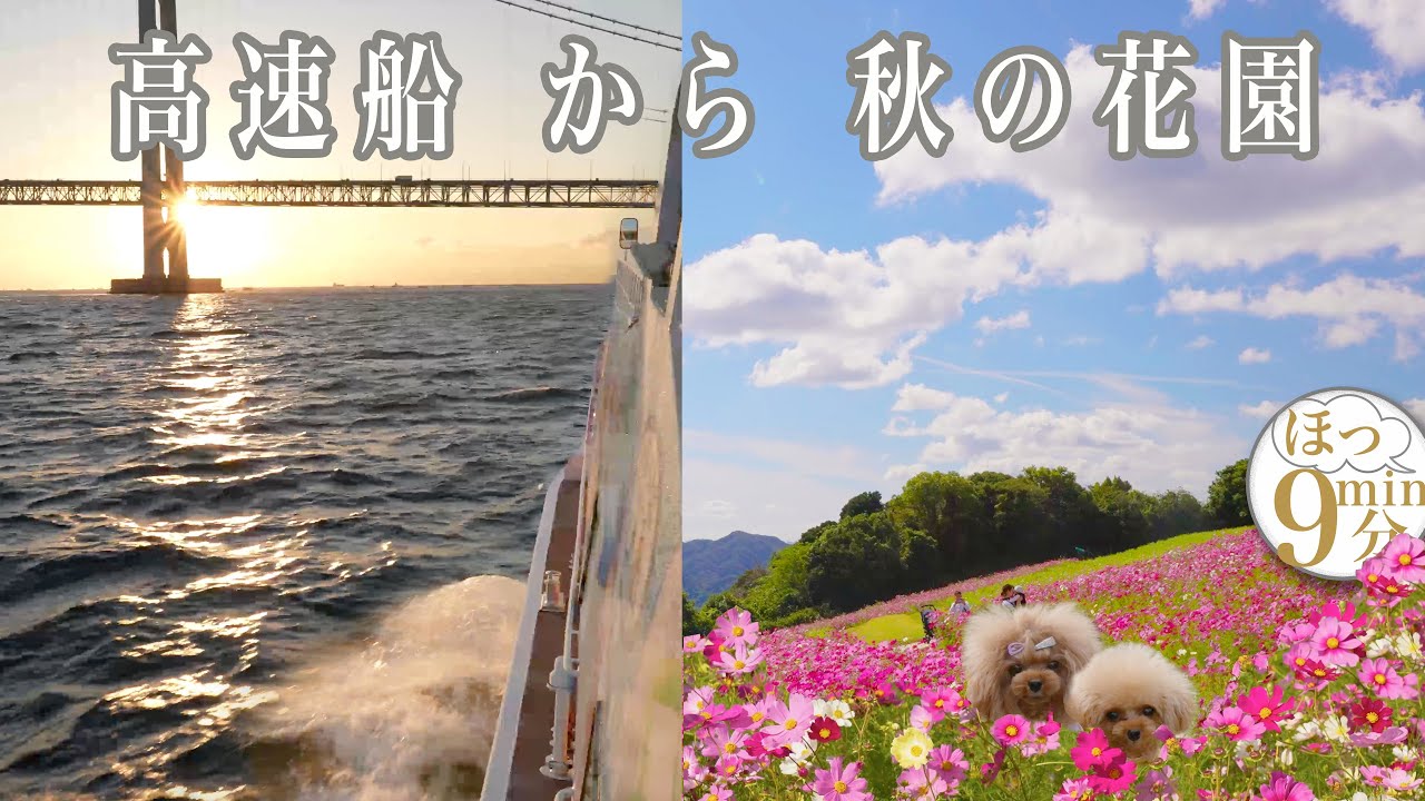 【  明石海峡大橋 ジェノバライン 花さじき 秋 コスモス 】【Akashi Kaikyo Bridge Awaji Island ferry】