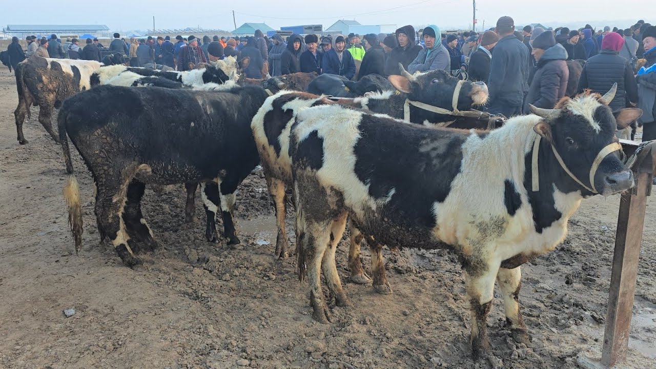 13-MART 2026 SAMARQAND NUROBOD NURBULOQ CHORVA BOZORI 