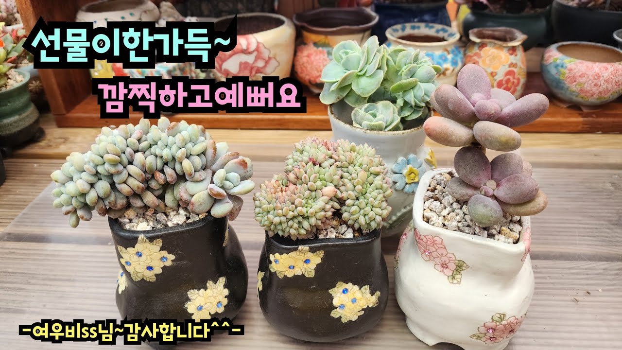 260211 너무귀엽고예쁜아이들한아름선물받았어요~땡비분에세뚜세뚜분갈이하니더~예쁘네요^^