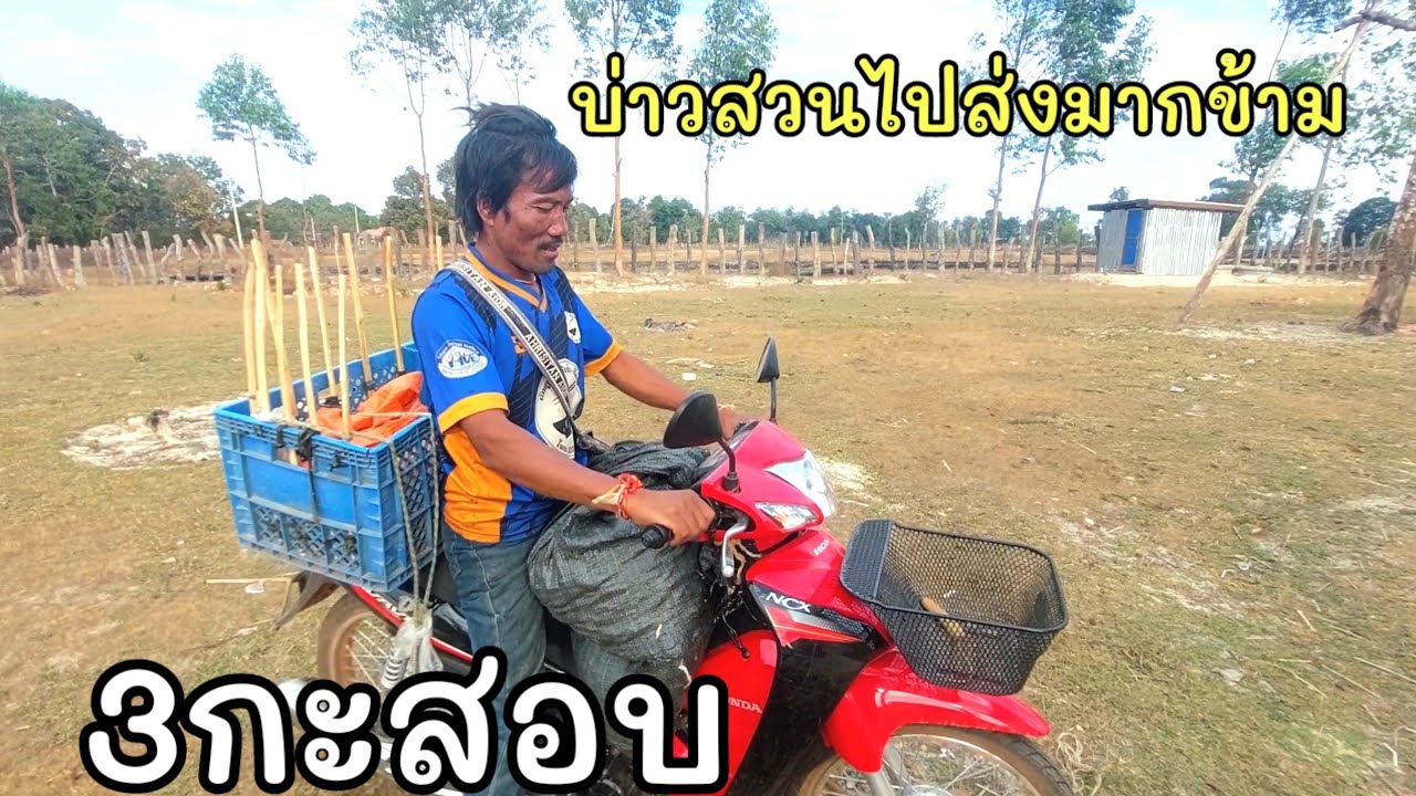 บ่าวสวนไปขายหมากข้ามเม์ยยุ่บ้าน #บ่าวบ่างbangchannel 