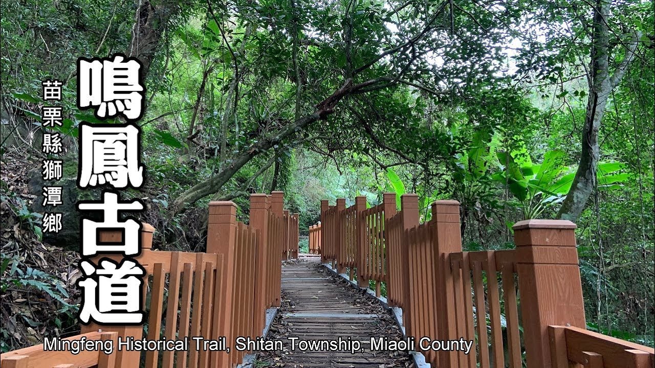 樟之細路—台灣百大必訪步道：鳴鳳古道（苗栗縣獅潭鄉）