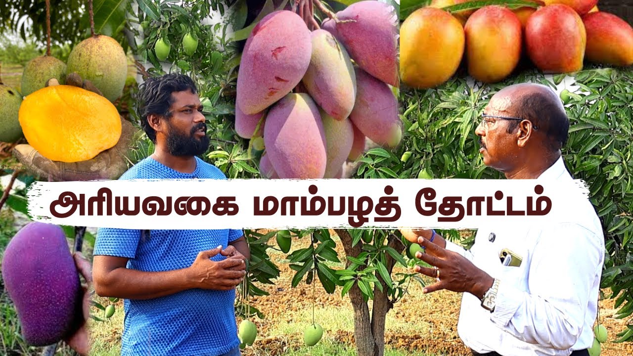 ஊத்துக்கோட்டை மாம்பழ தோட்டம் 😍 17 Acres பரப்பில் மாமரங்கள்! 🥭🌴| Customer Farm Tour