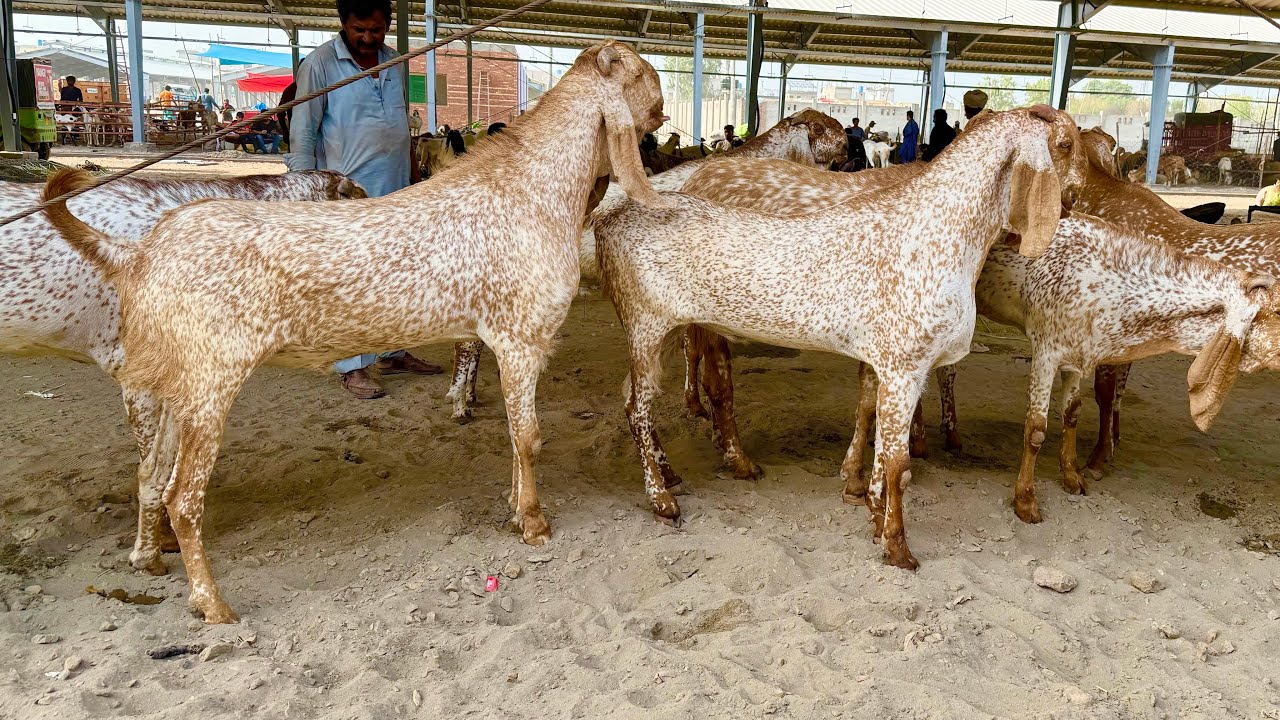 Ablak Bakre Rahim Yar Khan Ka Maal Lahore Mandi Shahpur Kanjra Mazhar Biba Official