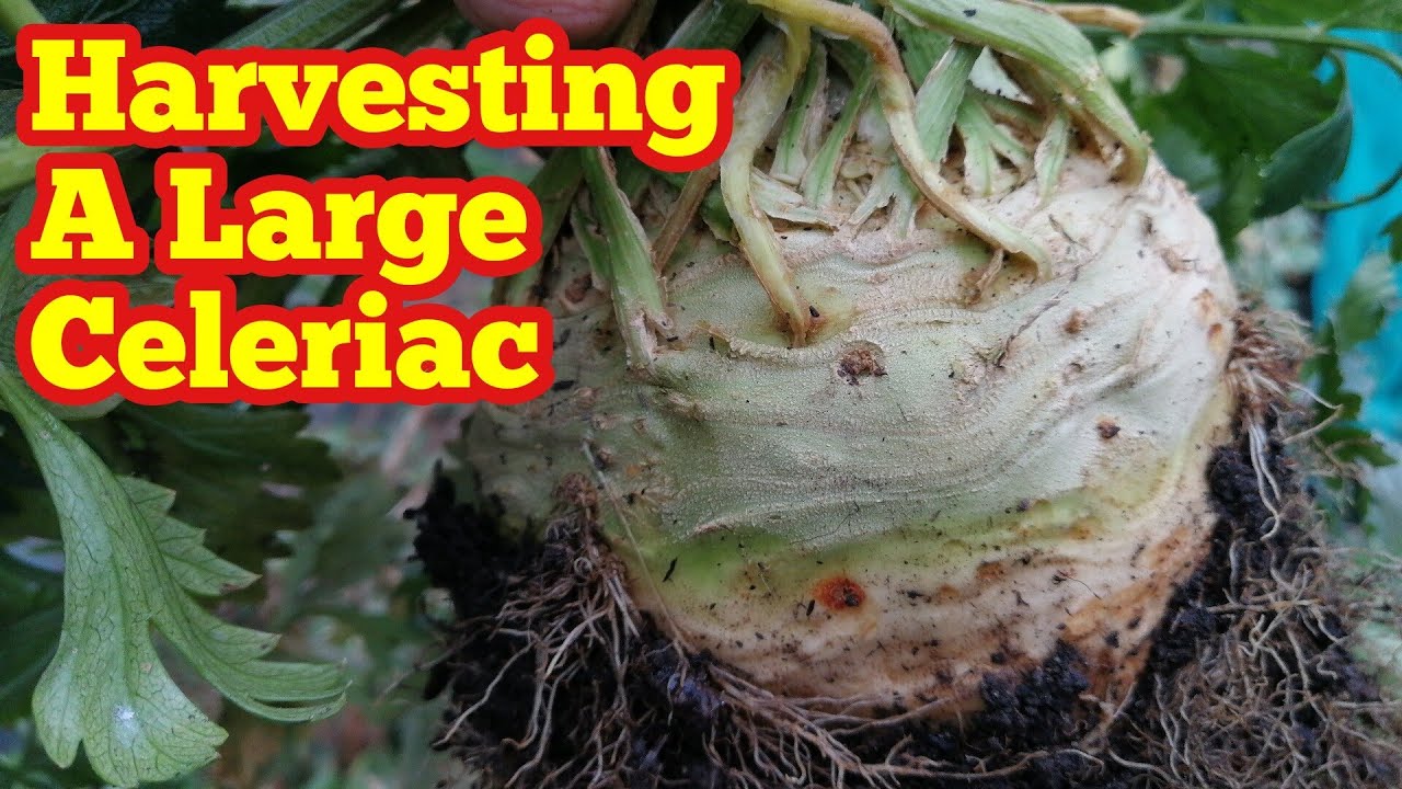 Harvesting A Large Celeriac In No Dig Allotment Vegetable Garden