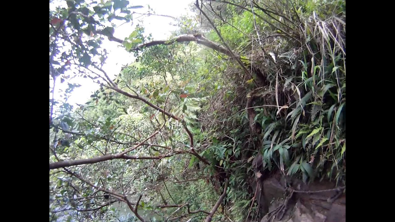 Climbing the Ladder Bamboo Forest