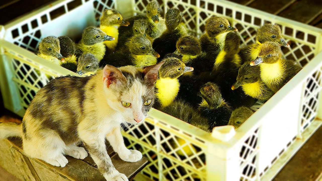 How to Raise Healthy Muscovy Ducklings:  The Ultimate Guide