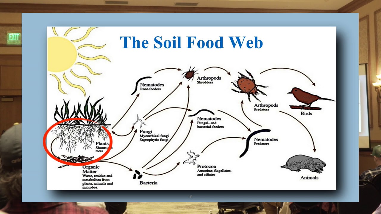 Growing Cannabis Organically & the Soil Food Web - Jeff Lowenfels