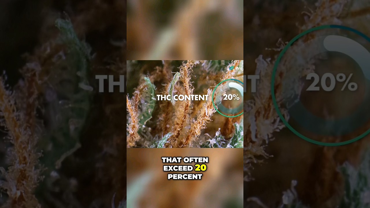 @WorldWeedWonders| Discovering Hindu Kush: The Pinnacle of Cannabis Genetics