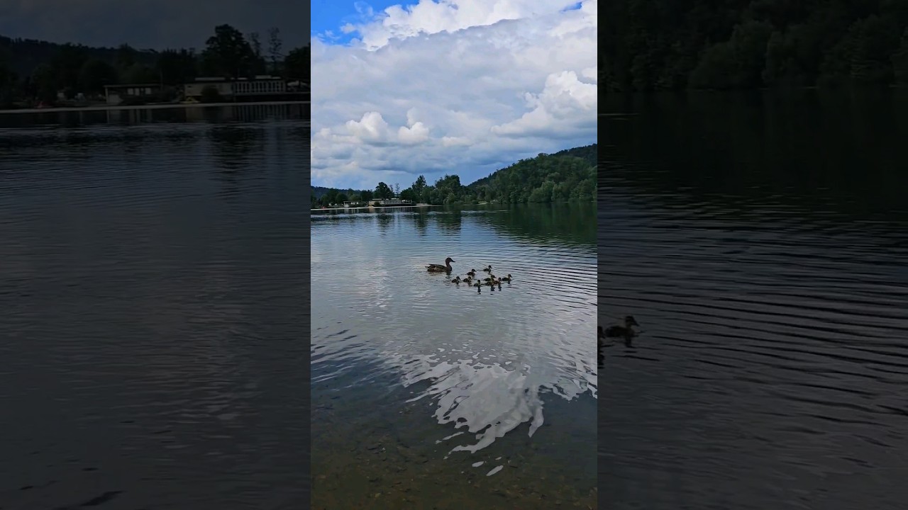 Happy family of ducks #relax #duck #nature