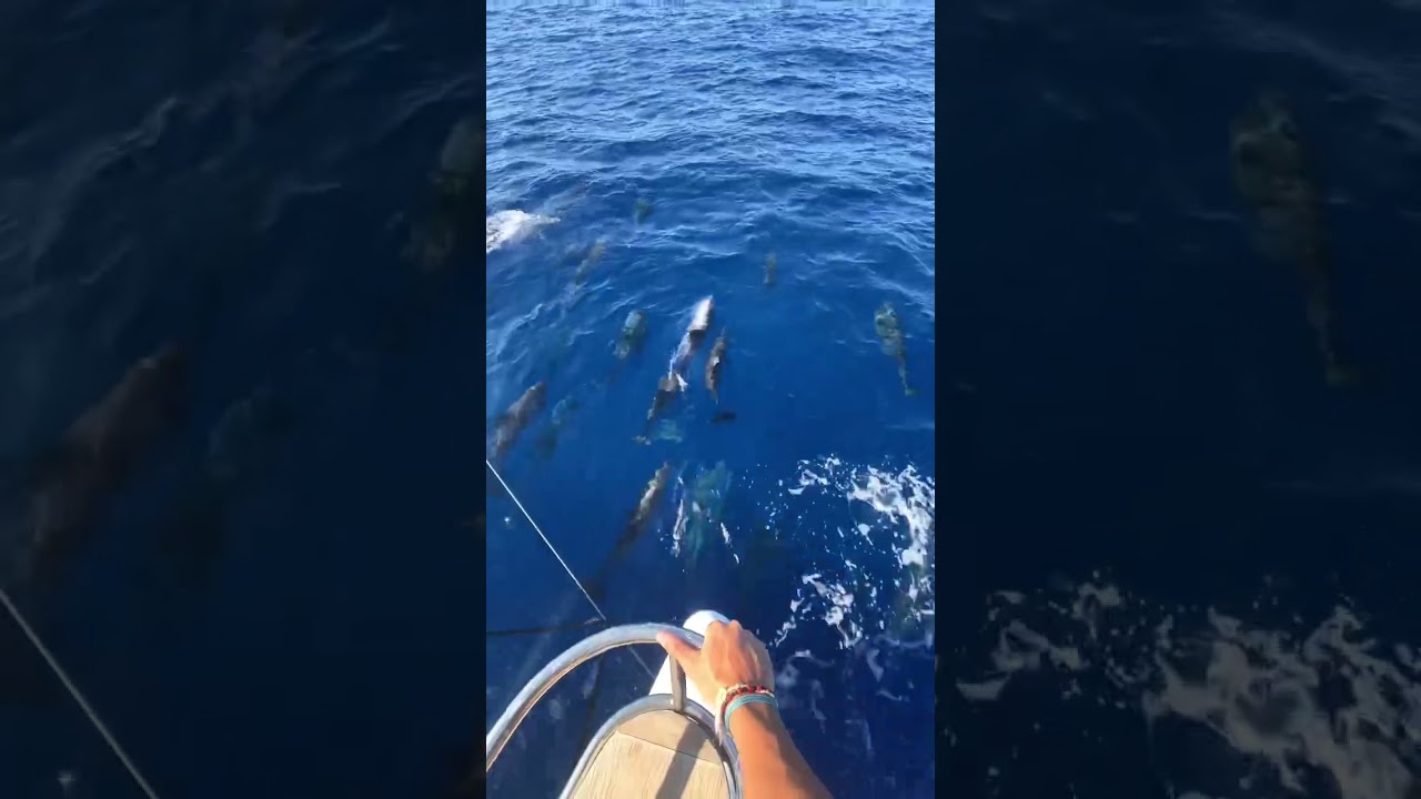 so many DOLPHINS 🤩🐬 #travel