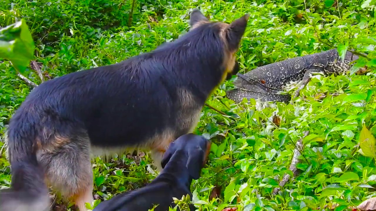 German shepherd dog Attack  Komodo Dragons 2020