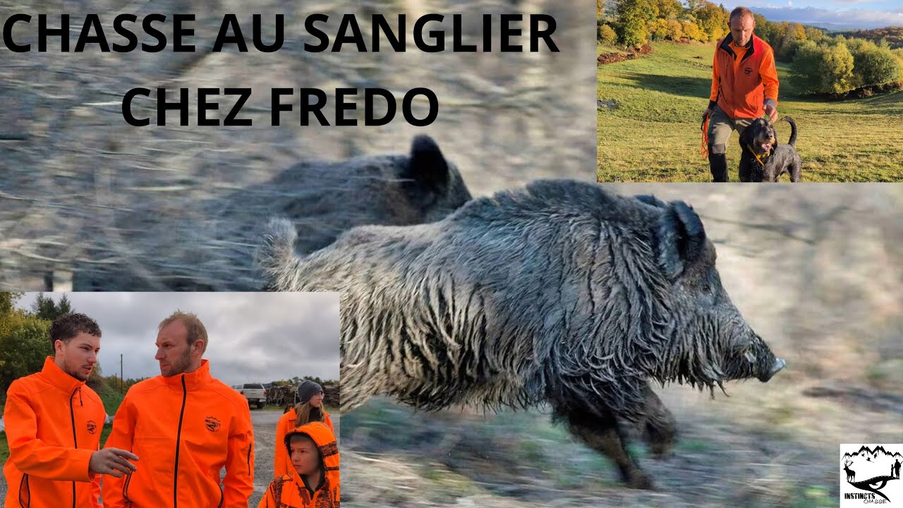 CHASSE AU SANGLIER EN CREUSE 