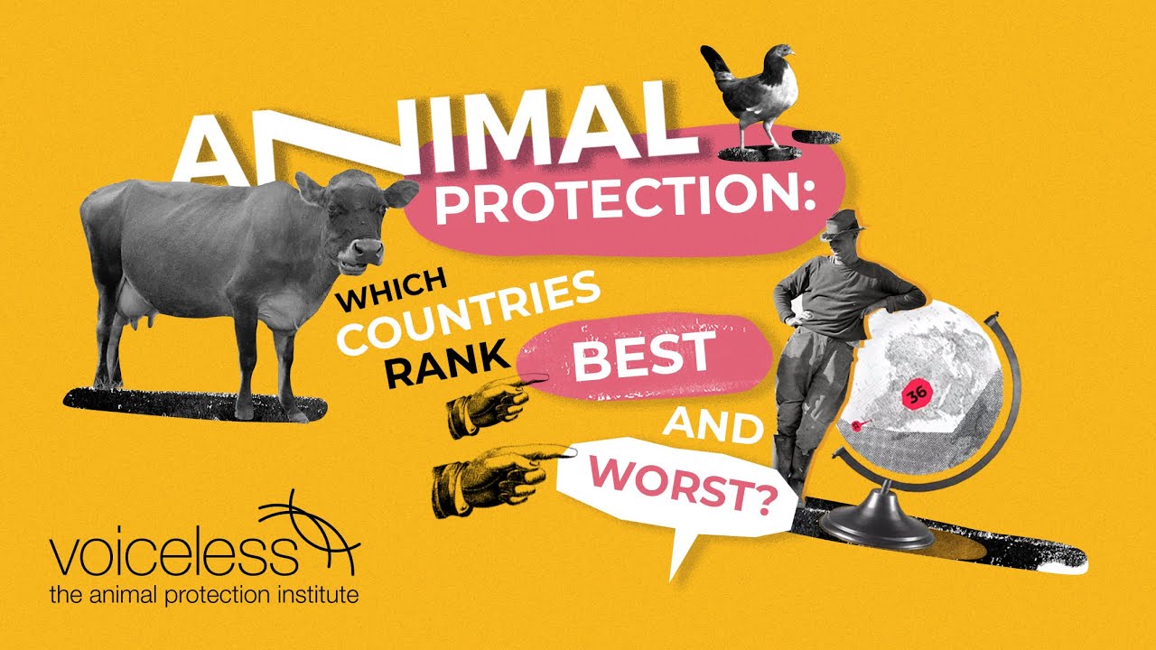 Animal Protection Around The World: Who Ranks Best and Worst?