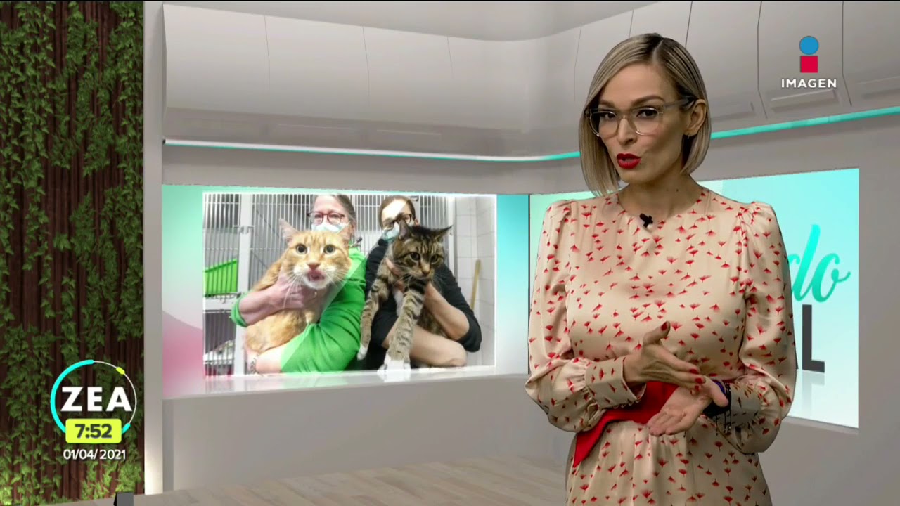 Rusia registra primera vacuna contra Covid-19 para animales | Noticias con Francisco Zea
