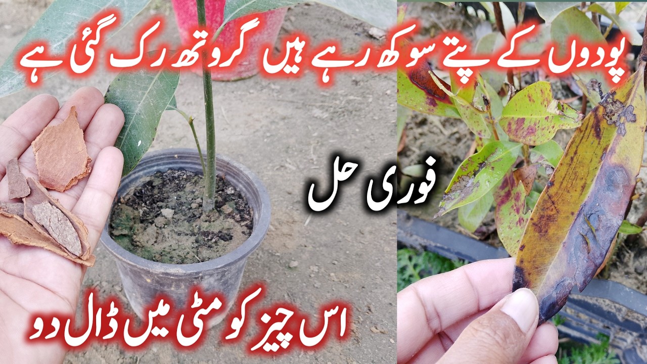 Amazing organic home remedy for fungus || Gamle Ki mitti ko thik Karne Ka Tarika