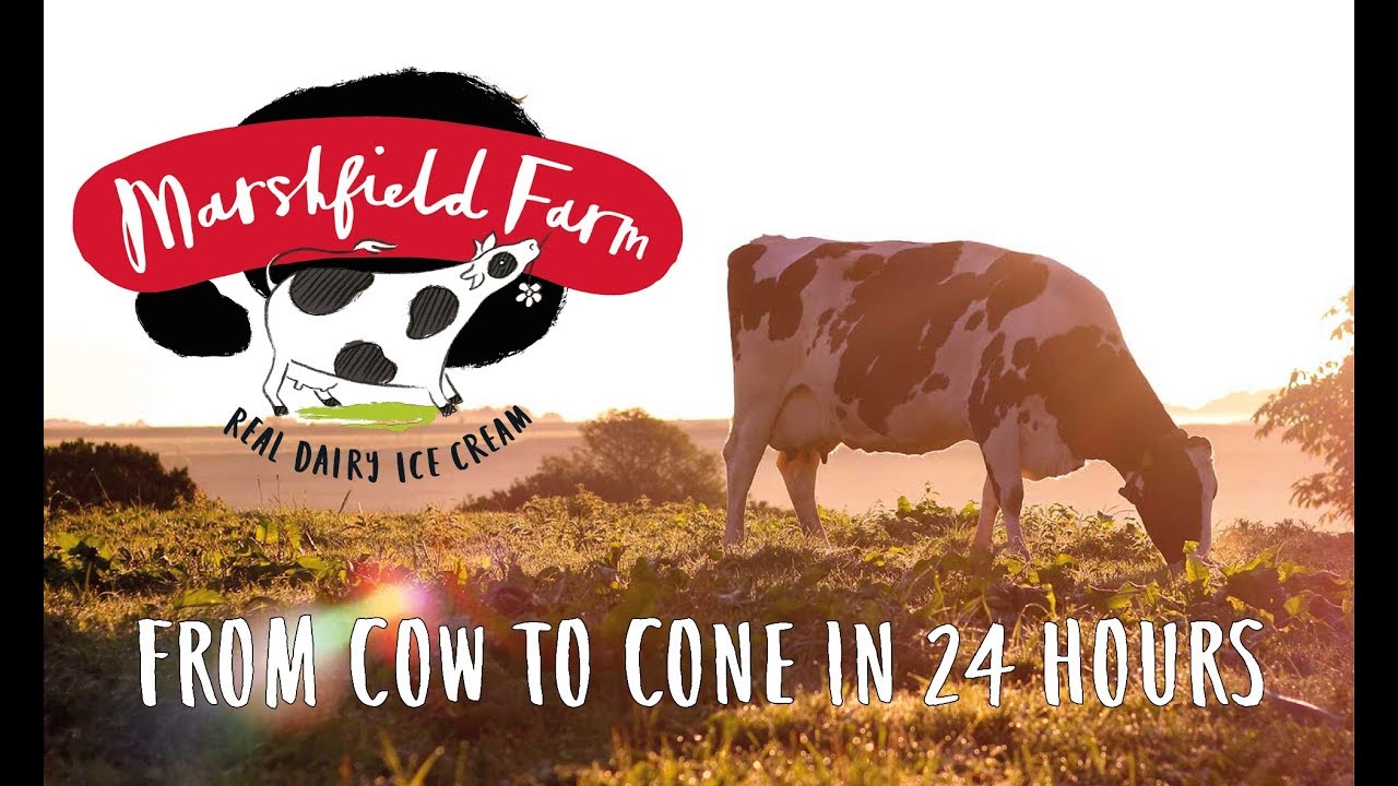 Marshfield Farm Cow to Cone 2019