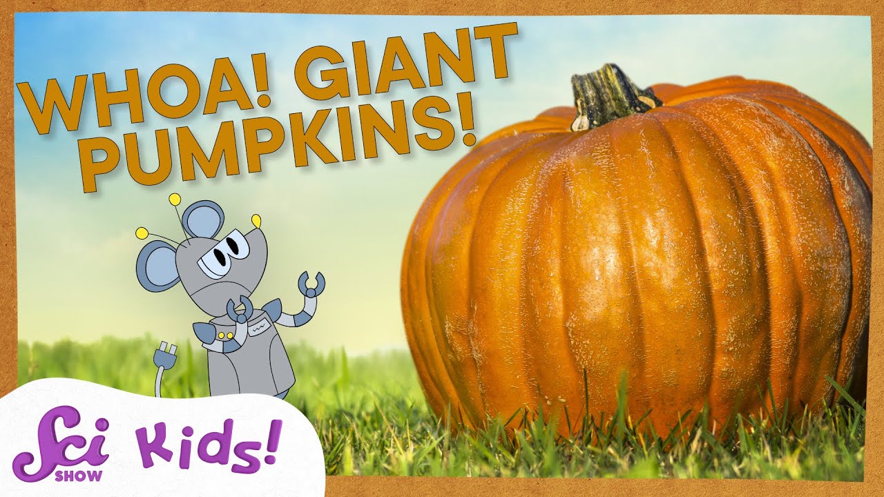 Why Do Pumpkins Get So Big? | SciShow Kids