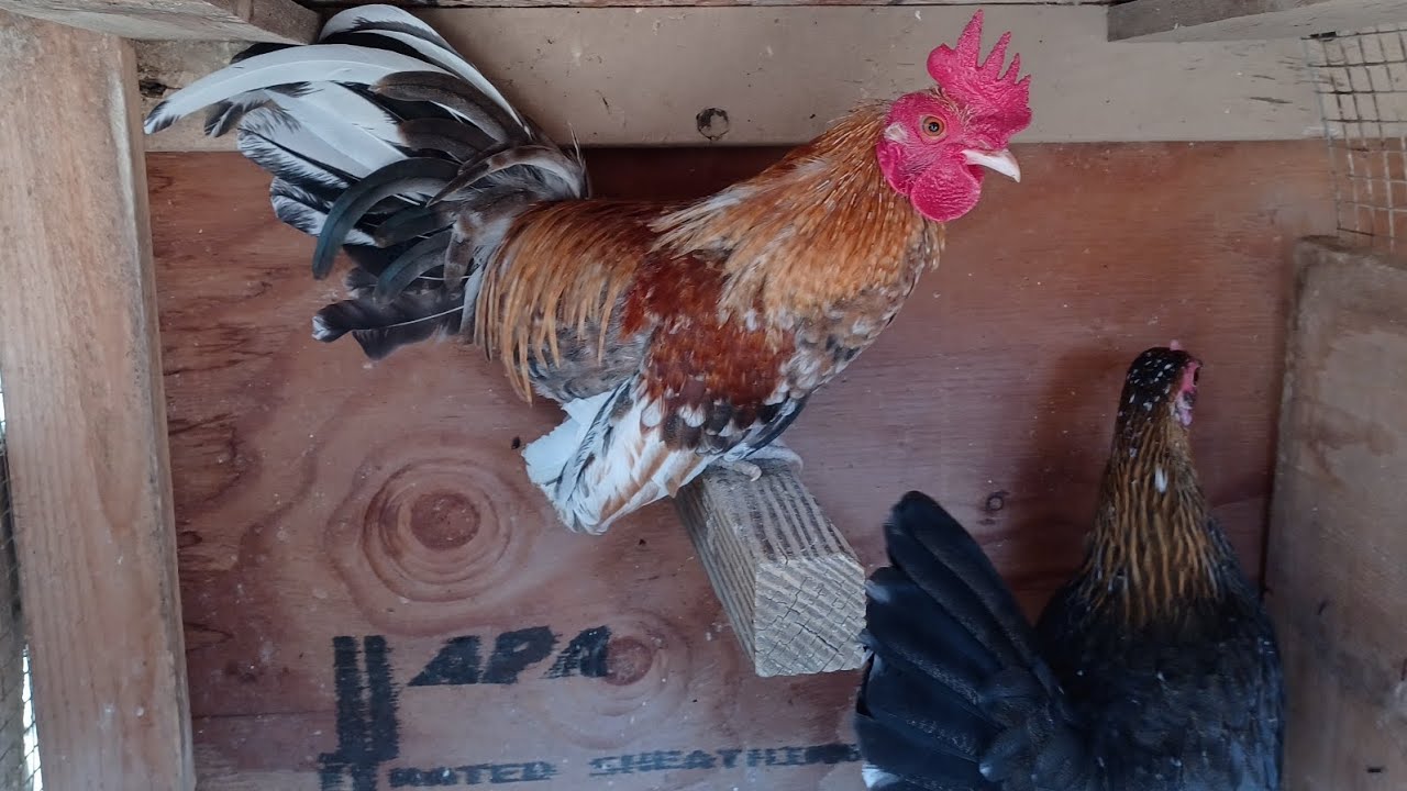 Kikiriki's roosters n hens/ Looking at all, the new baby chicks that just hatched n more