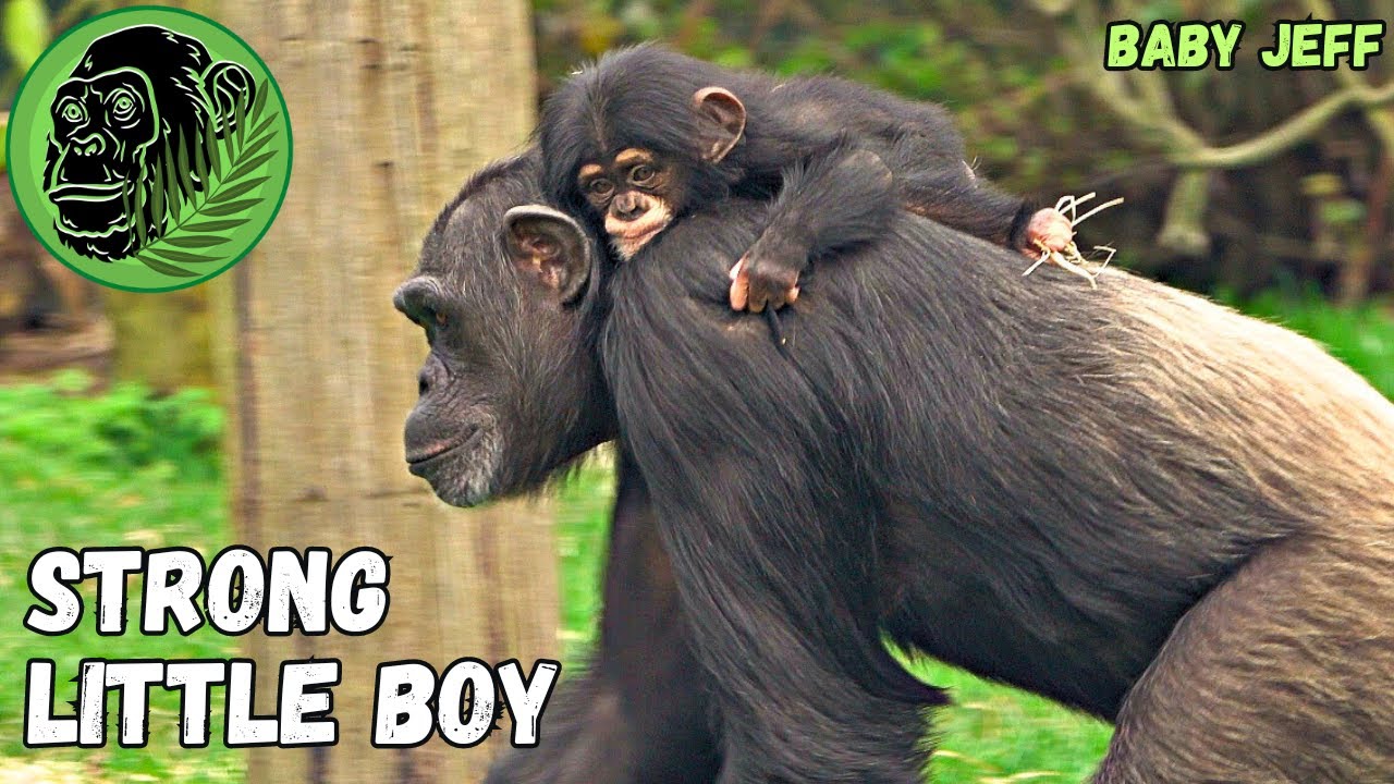A Mother's Love! Baby Chimpanzee Holding On To Mom