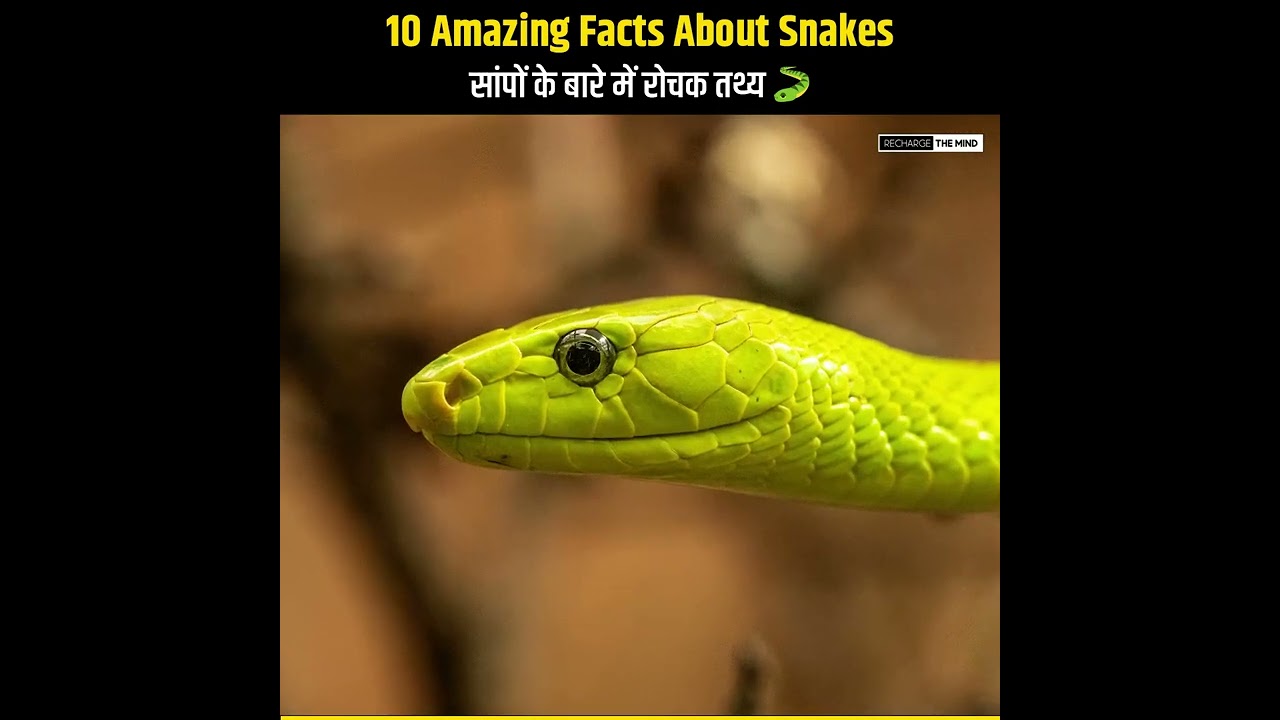 Mind Blowing Facts About Snakes 🐍 | Top 10 Amazing Facts in Hindi #shorts