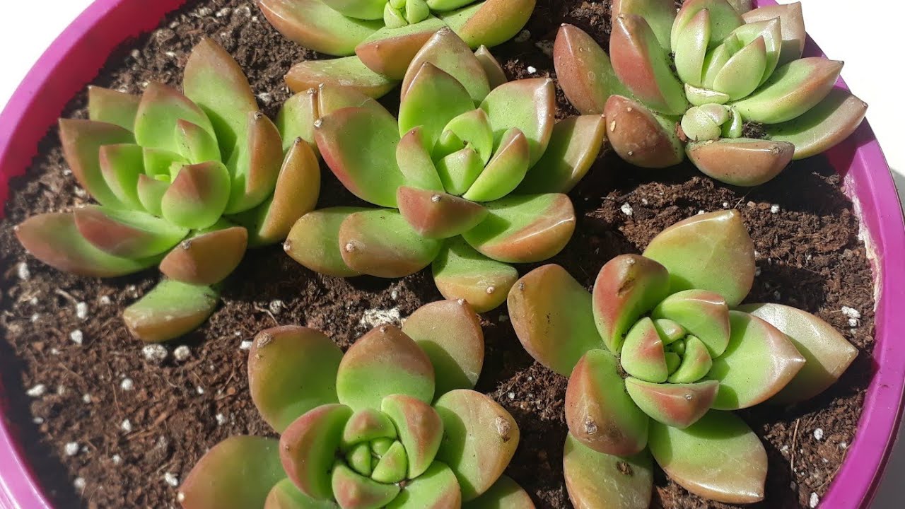 Sedum Adolphii/Sedum Sukulent dikim , bakım ,konum ,toprak ,sulama 🌱