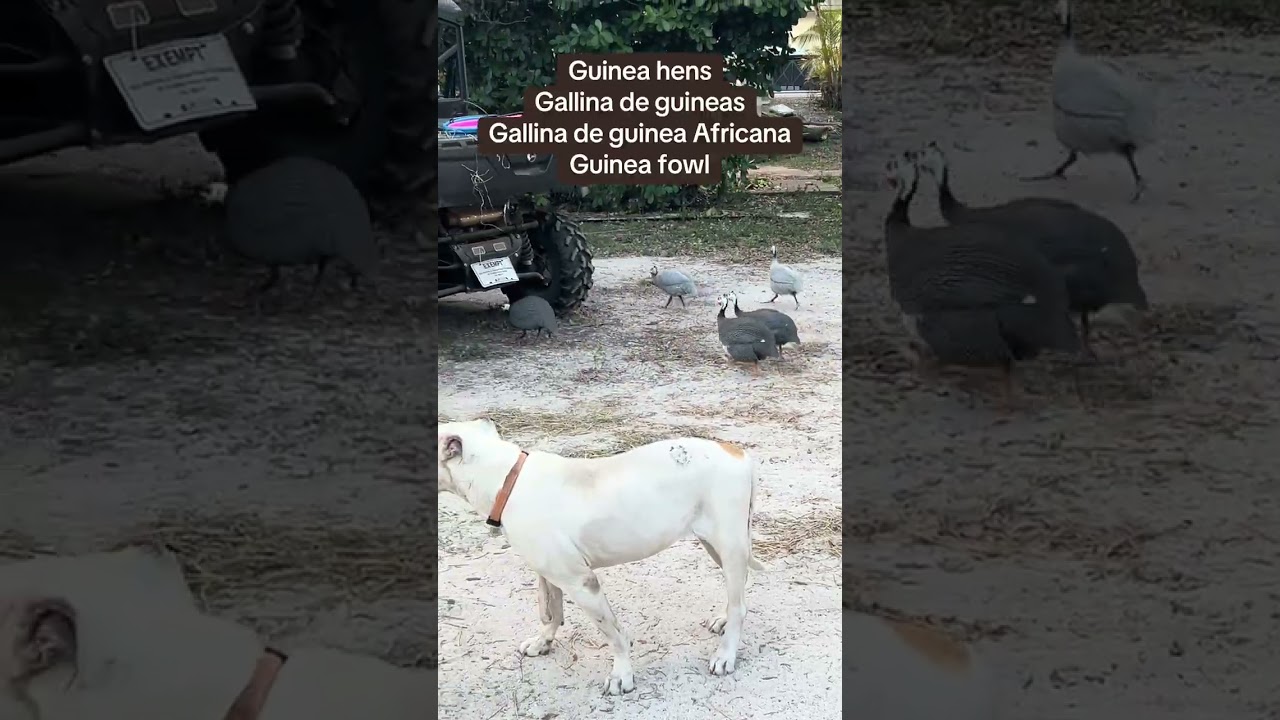 Guinea Hens, Guinea Fowl, Gallina de Guineos