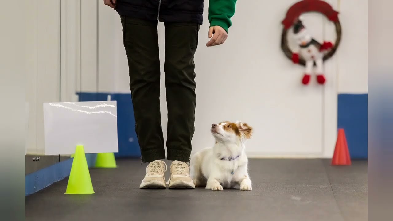 Жизнь студента кинолога 🐕‍🦺. Соревнования по ралли-обидиенс. Наш дебют в данном спорте 🤪.