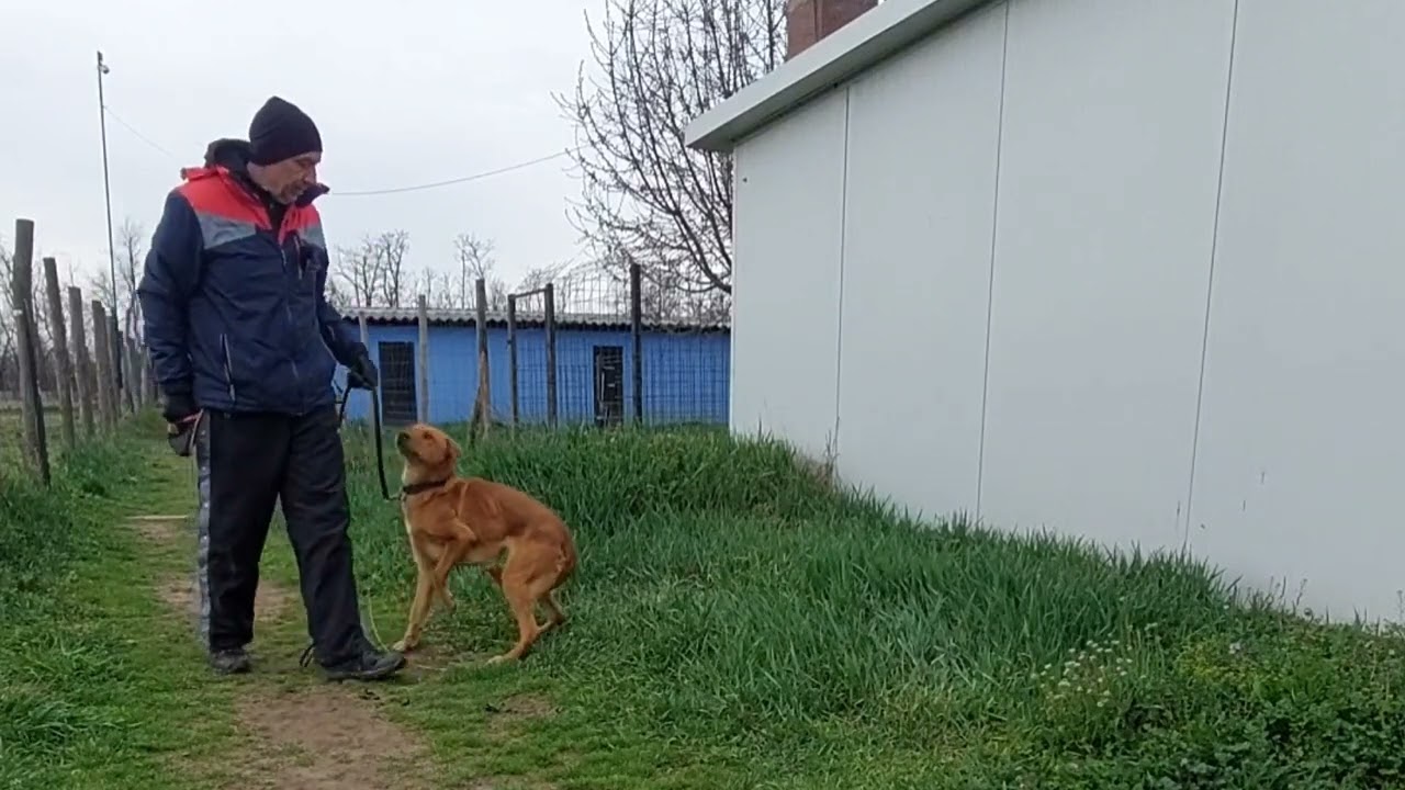 Keverék kutya szocializáció rehabilitáció