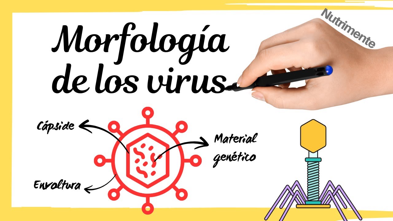 Morfología de los VIRUS | Formas y estructuras principales