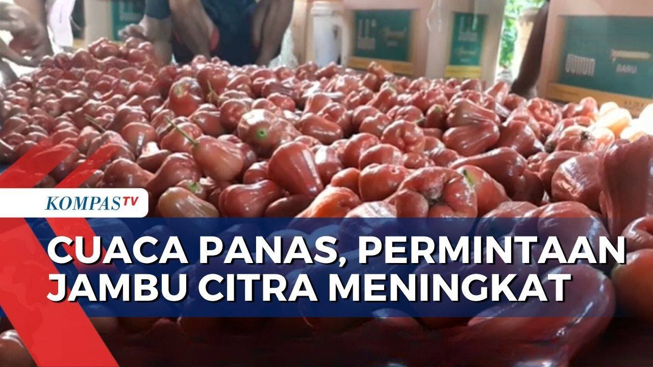 Jambu Citra Demak Laris Manis di Pasar Nasional, Harga Tembus 35 Ribu per Kg | KOMPAS SIANG