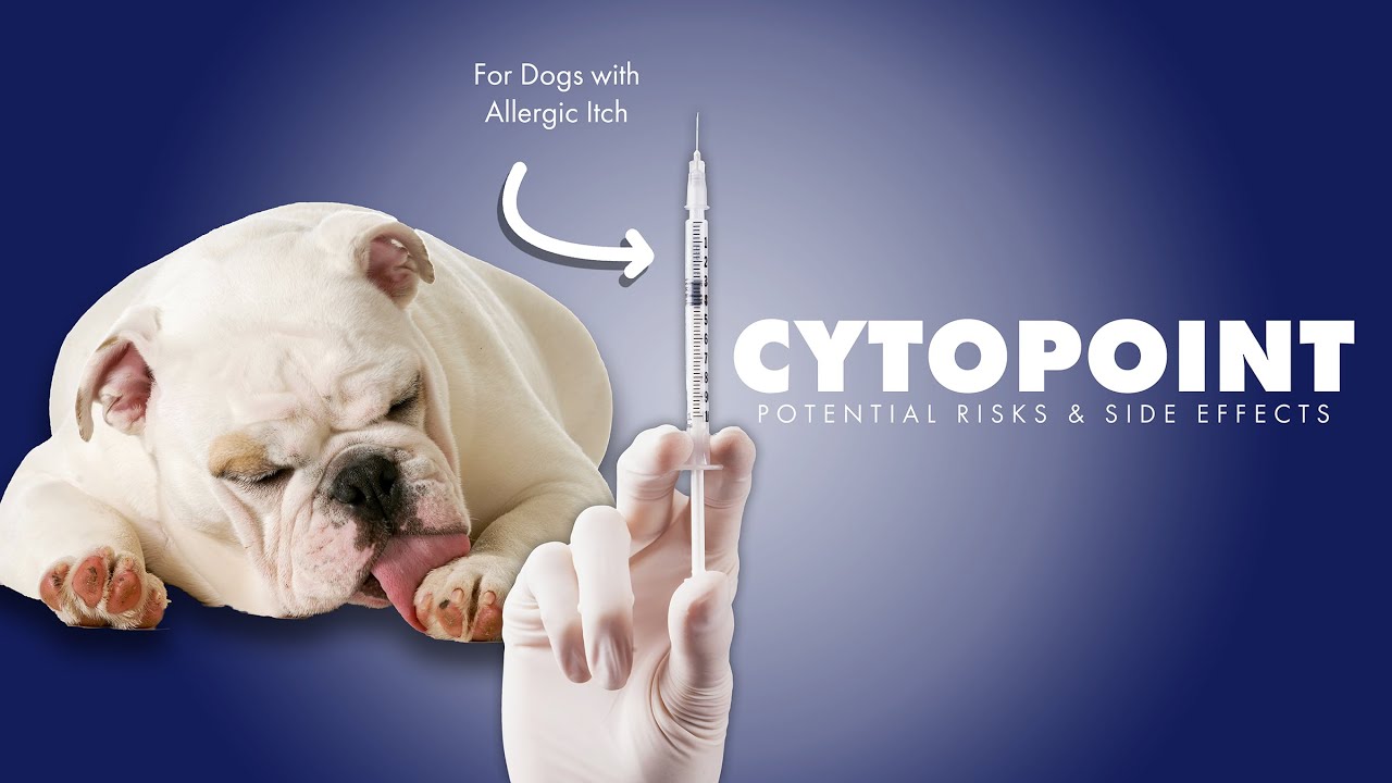 Cytopoint💉Used for Allergies⚠️Potential Risks & Side Effects