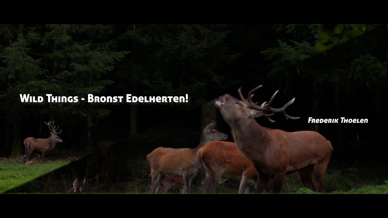 Wild Things - Edelhertenbronst in de Belgische Ardennen