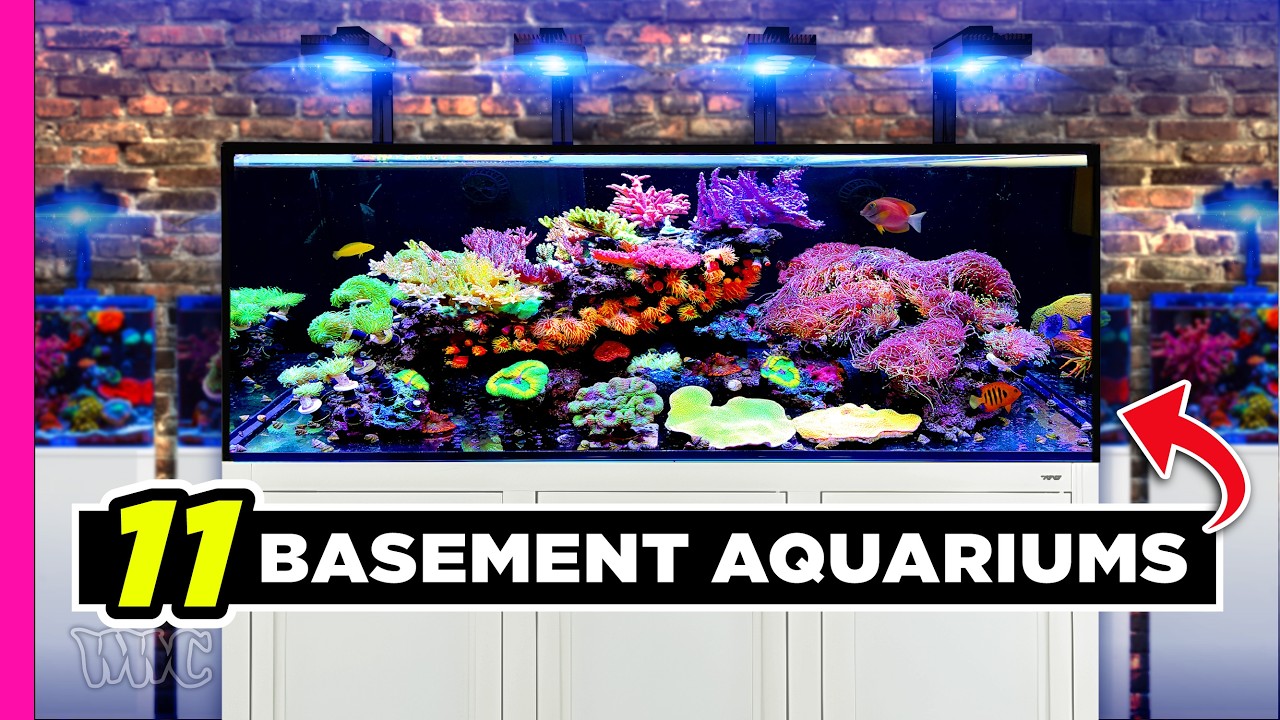 11 Fish Tanks in His Basement!