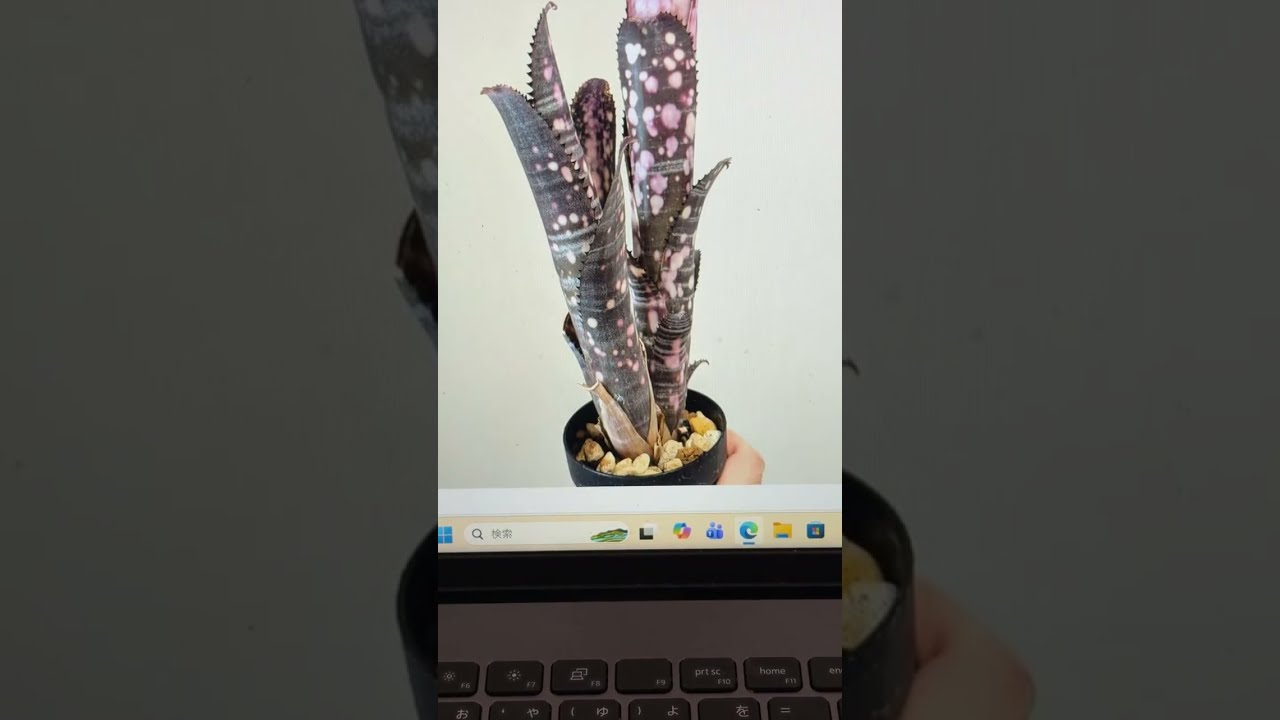 熱帯植物栽培家の気まぐれ塾YouTube版 がライブ配信中！