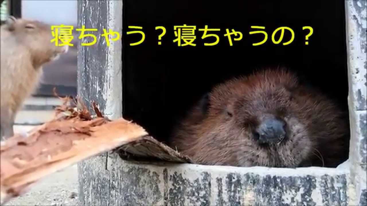 【トリアスふれあい動物園】えいたくんのおさんぽ