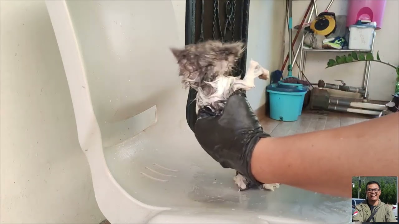 Mandiin Anak Kucing Kotor Banget