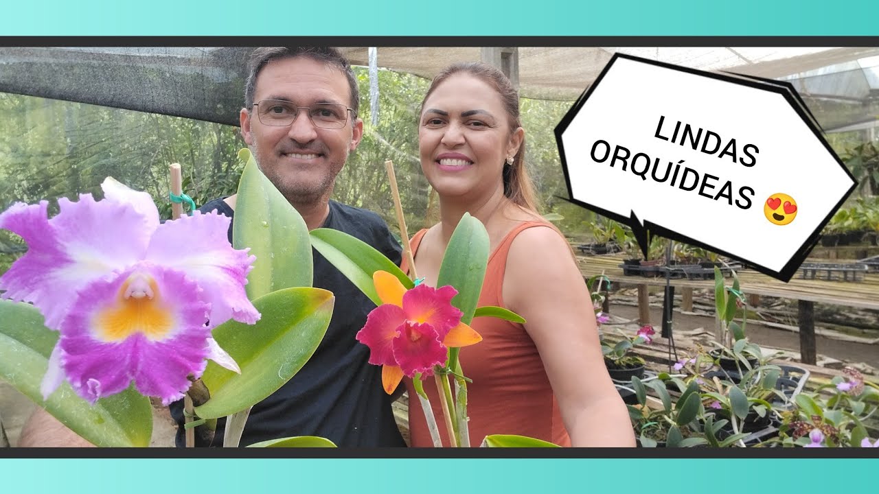 Orquidário Monte Negro - Lindas orquídeas floridas!!