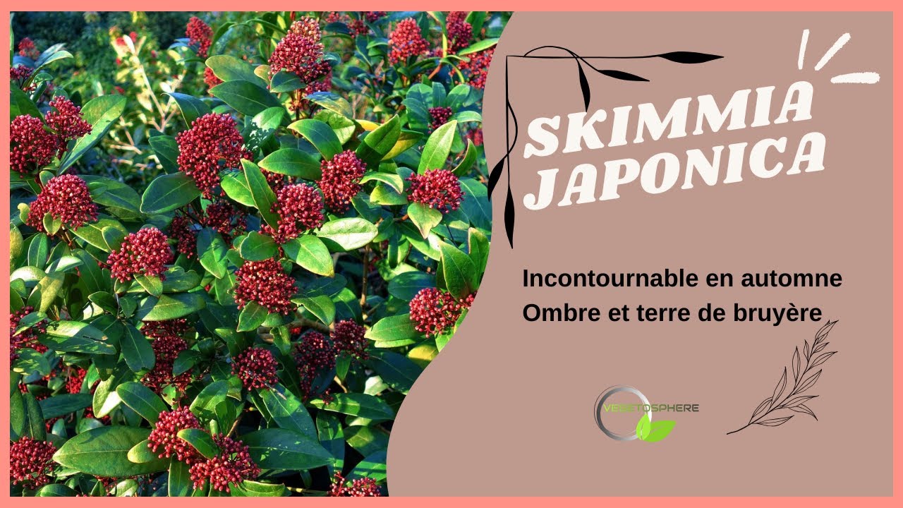 Skimmia, la petite merveille automnale #vegetosphere #garden #skimmia #gardening