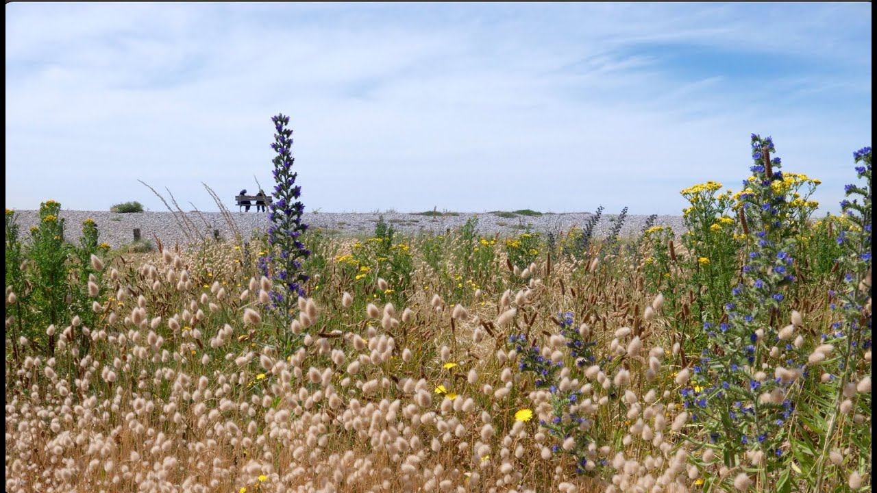 Cayeux-sur-Mer, ville fleurie, en toute nature !