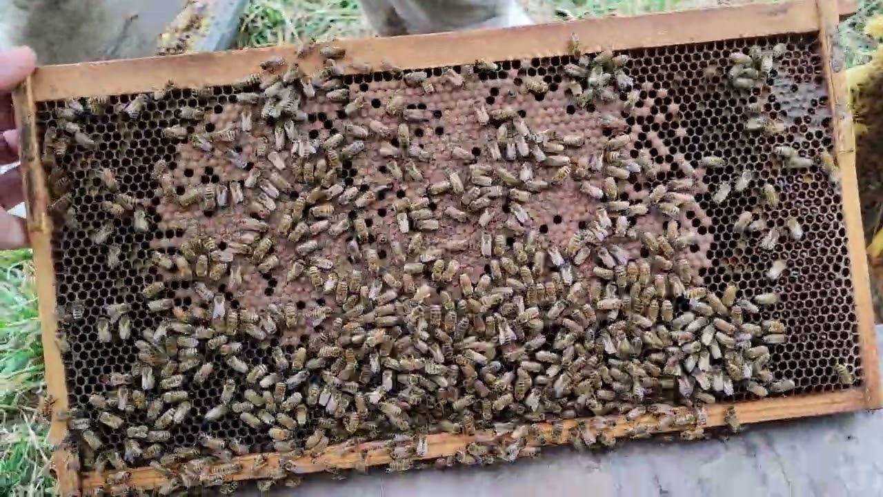 Spring feeding Nutra-Bee and Global Pollen Patties