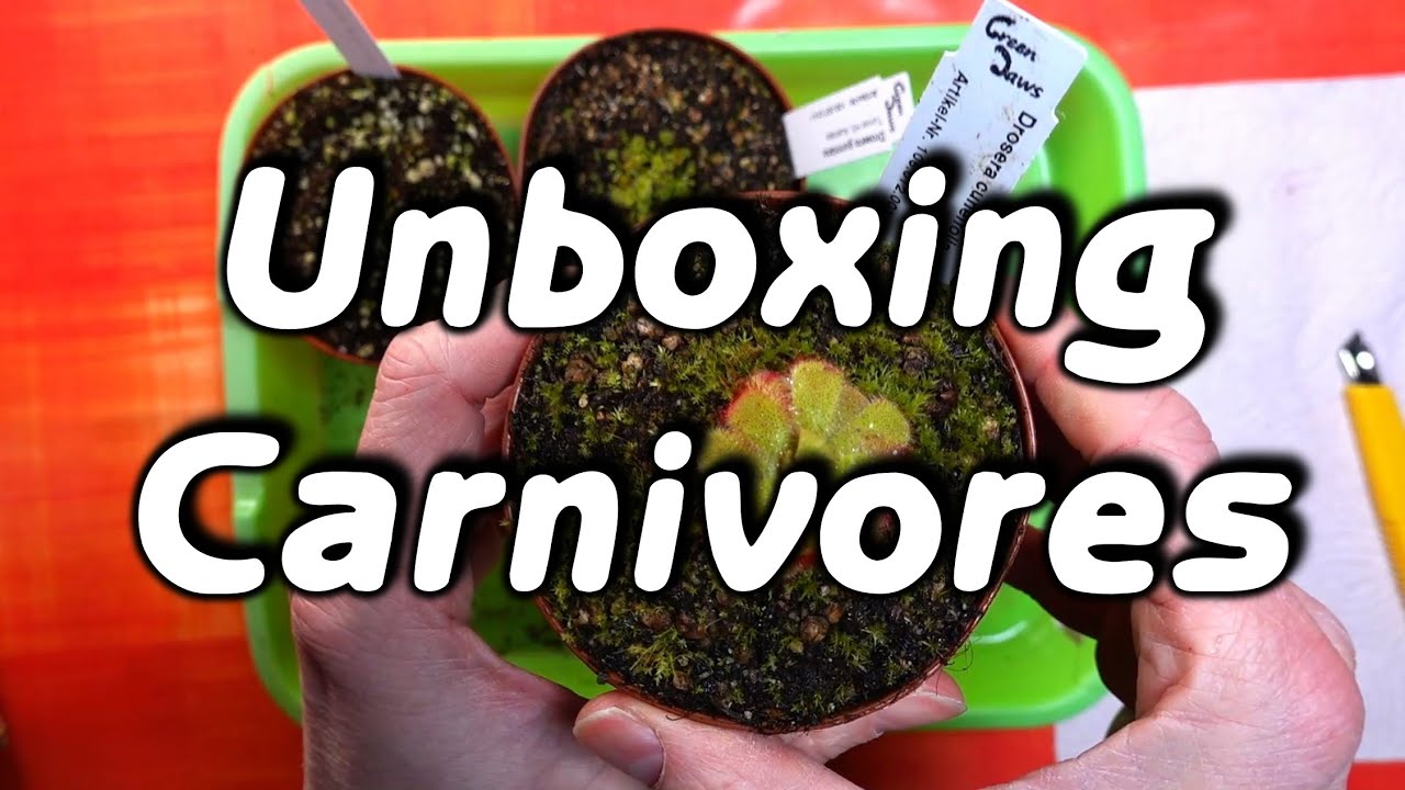 Unboxing carnivorous plants from Diflora, Italy