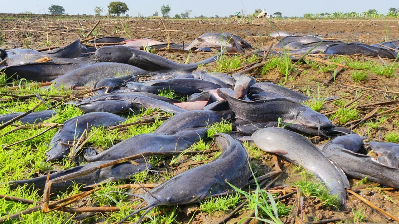 Hundreds of Giant Catfish Found on Dry Land – Unbelievable Catch!